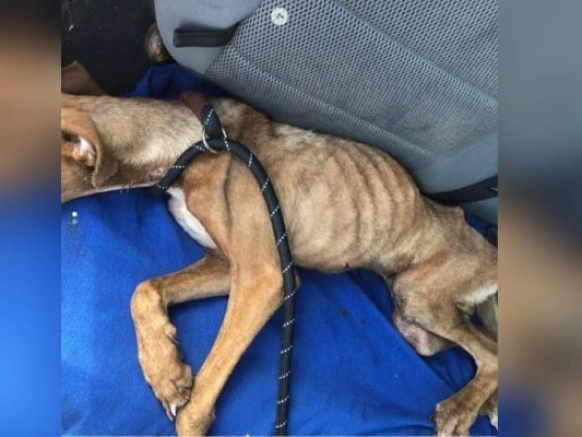 De esta manera fue encontrado el perro casi 'en los huesos'. Foto: Instagram.