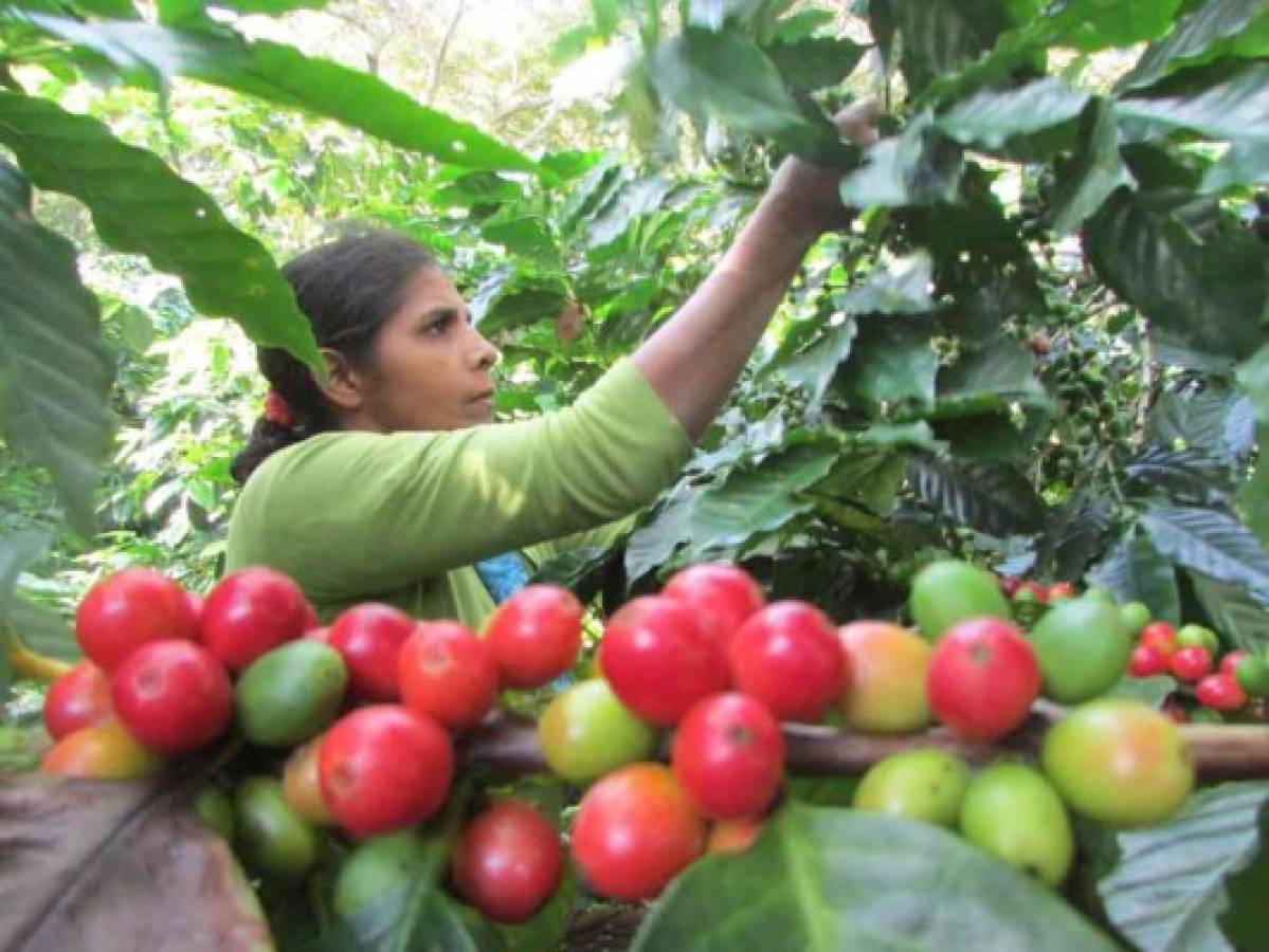 Registrarán ingreso de corteros de café de Nicaragua