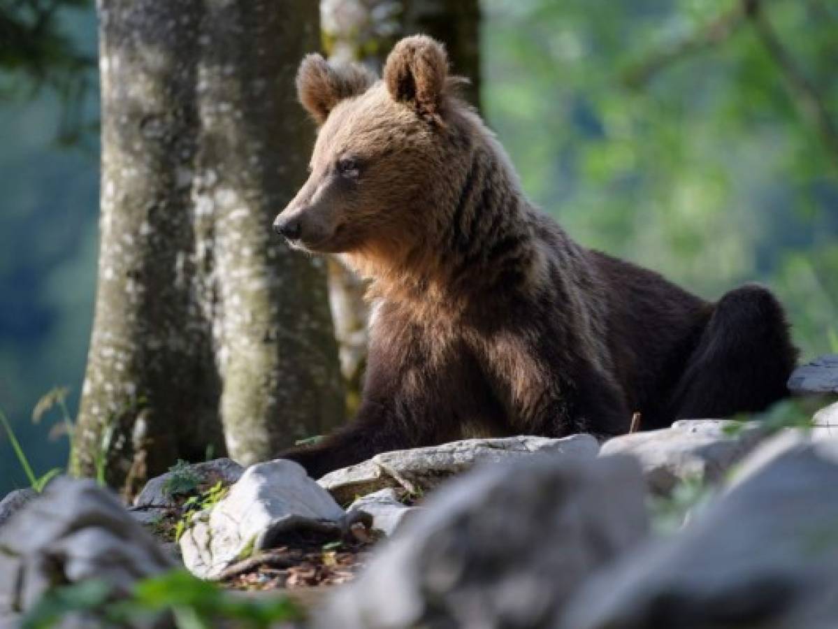 Convivir con los osos, el reto de Eslovenia