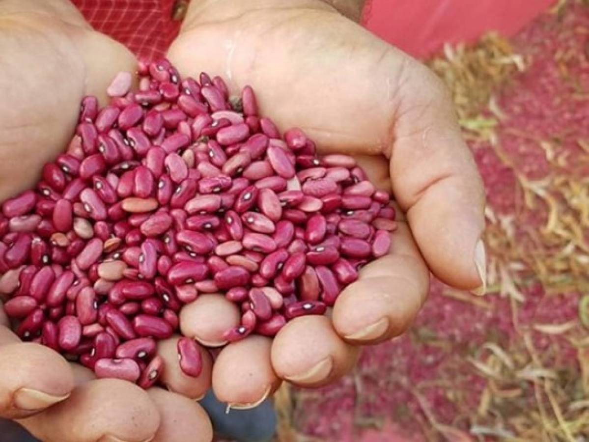 Honduras: Definen plan de acción para la producción de semillas