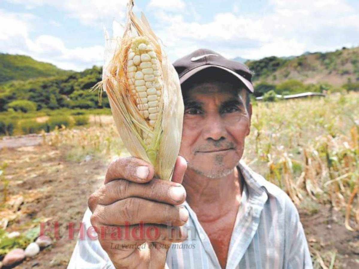 Pérdidas de 50 a 60% en granos básicos deja sequía en Honduras