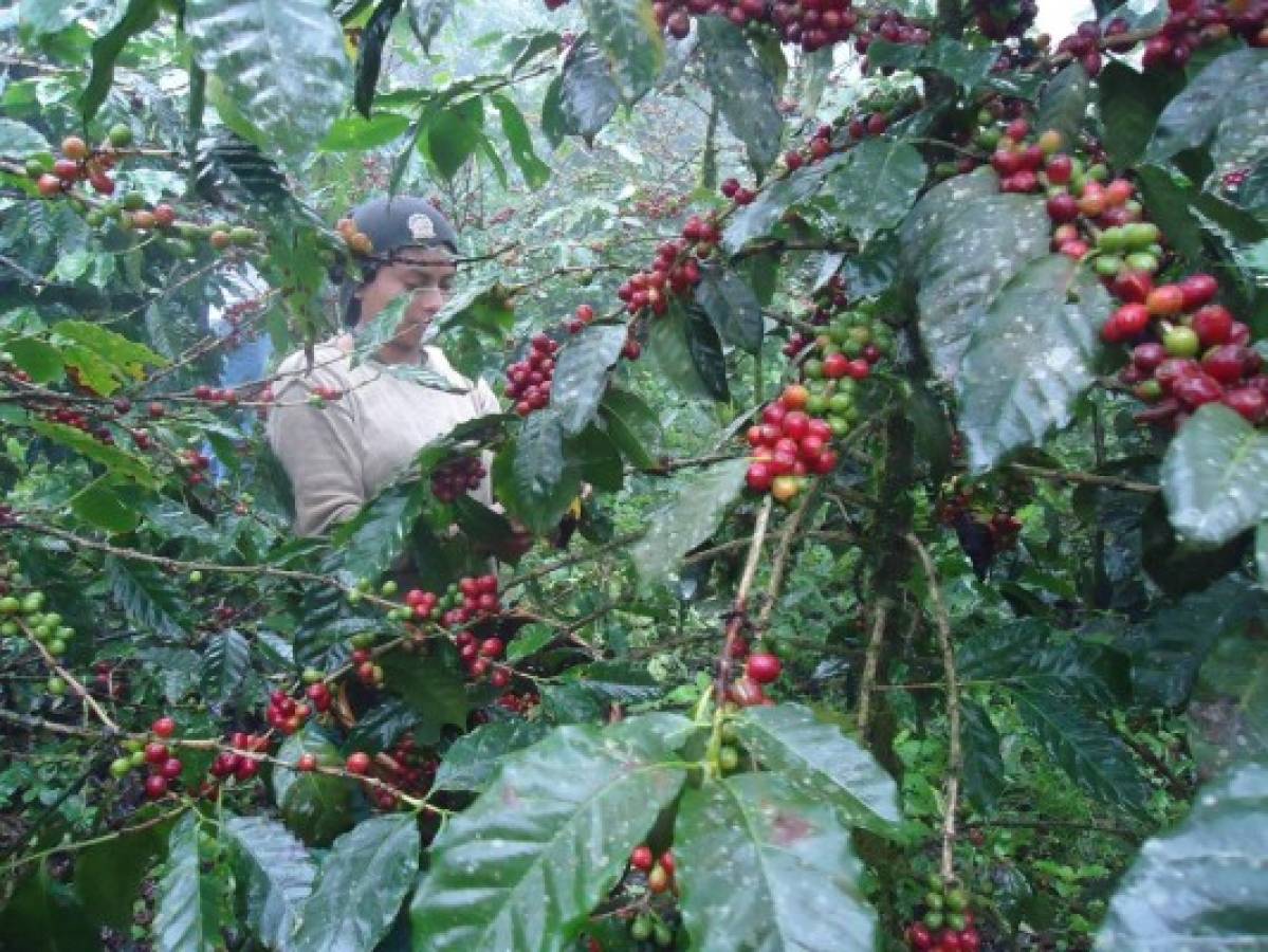 Vendido 40% del café hondureño