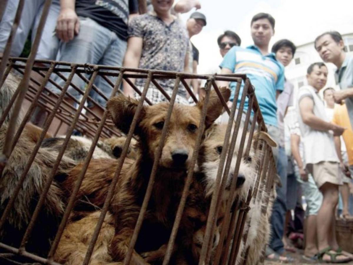 En plena pandemia de covid-19, China abre su feria de carne de perro