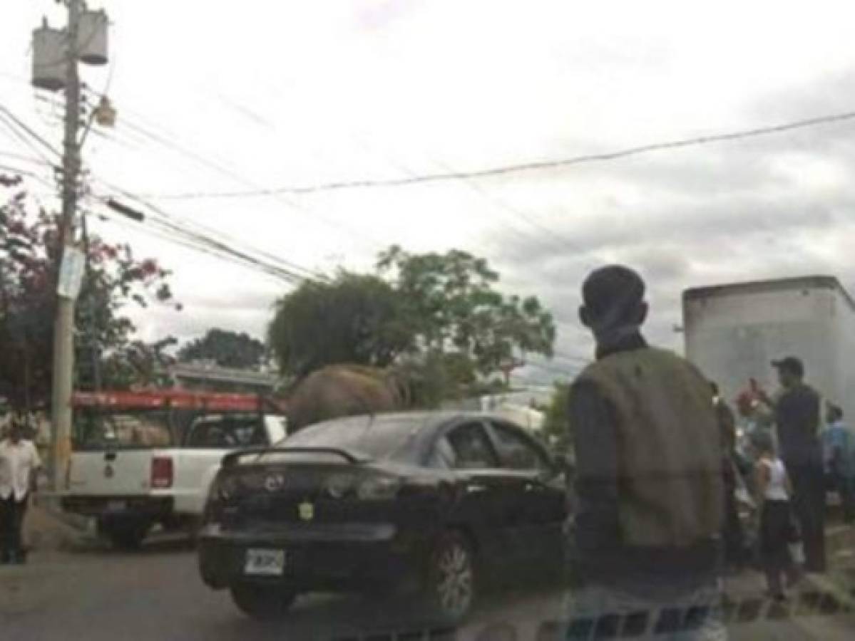 Insólito escape de un elefante y dos leones desde circo en la capital de Honduras