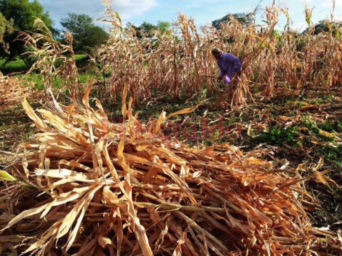 El período de la canícula concluirá el 25 de agosto