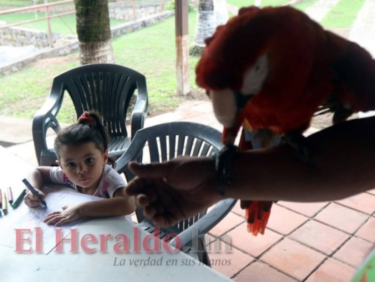 La nobleza de los animales al servicio de la salud de los hondureños