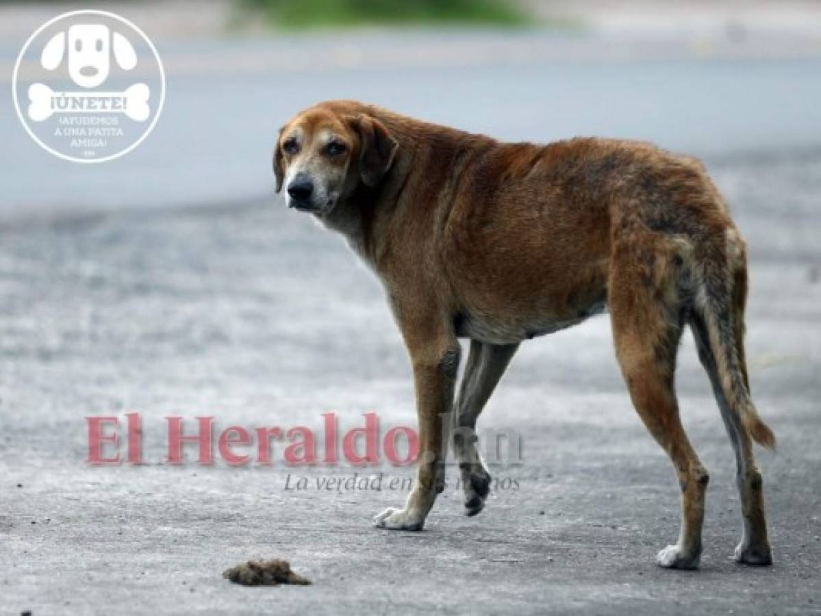 '¡Ayudemos a una patita amiga!”, campaña para rescatar perros de la calle
