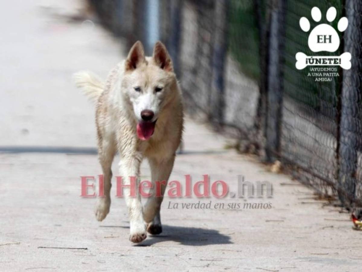 '¡Ayudemos a una patita amiga!”, campaña para rescatar perros de la calle