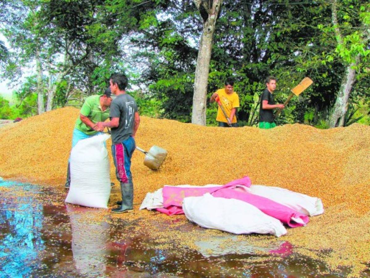 Preocupados los productores de café por bajos precios