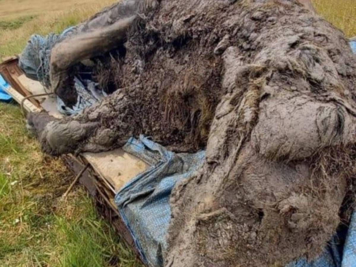 El impresionante hallazgo de un oso de la edad de hielo 'perfectamente conservado”