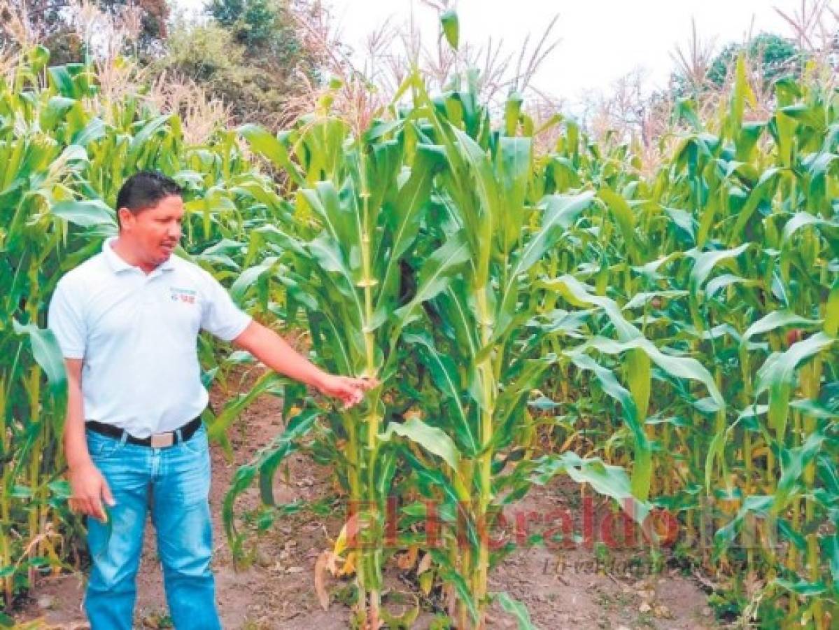 Comayagua reduce producción de granos básicos por falta de lluvias