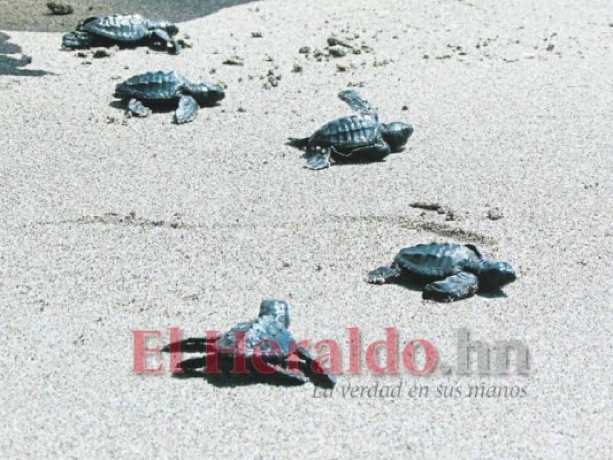 Décadas de cuidados a tortuga golfina en el sur de Honduras