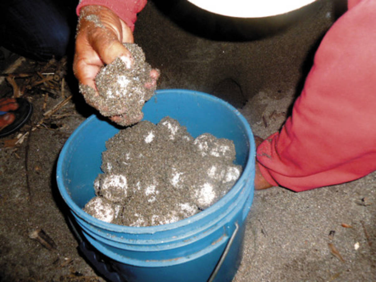 Playas de la zona sur son visitadas por decenas de tortugas golfinas