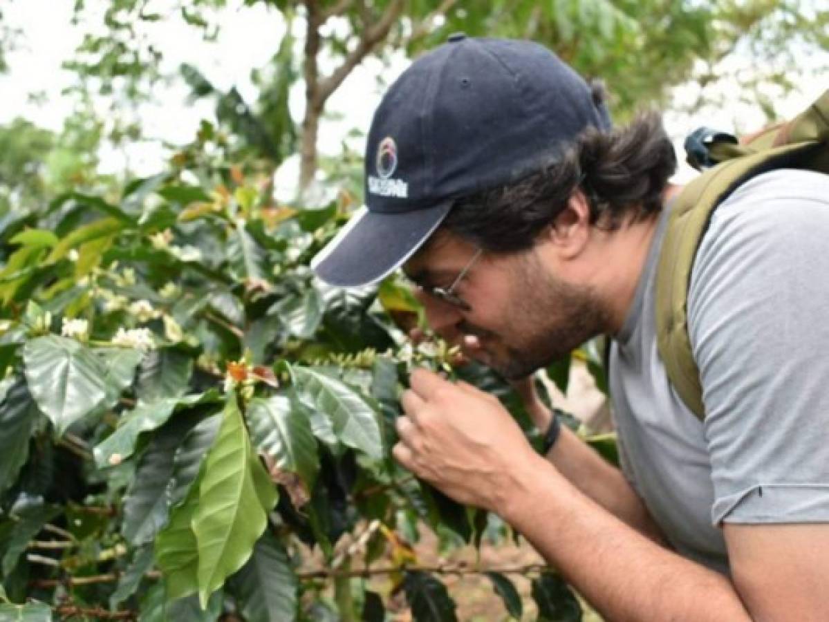 Honduras: 60 productores de café compiten en el evento 'Oro Santa Bárbara'