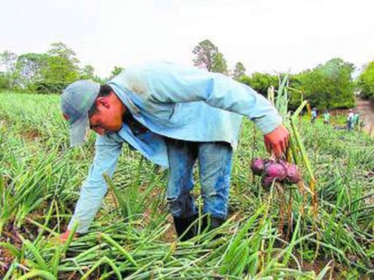 Productores de cebolla a punto de perder su cosecha en Honduras
