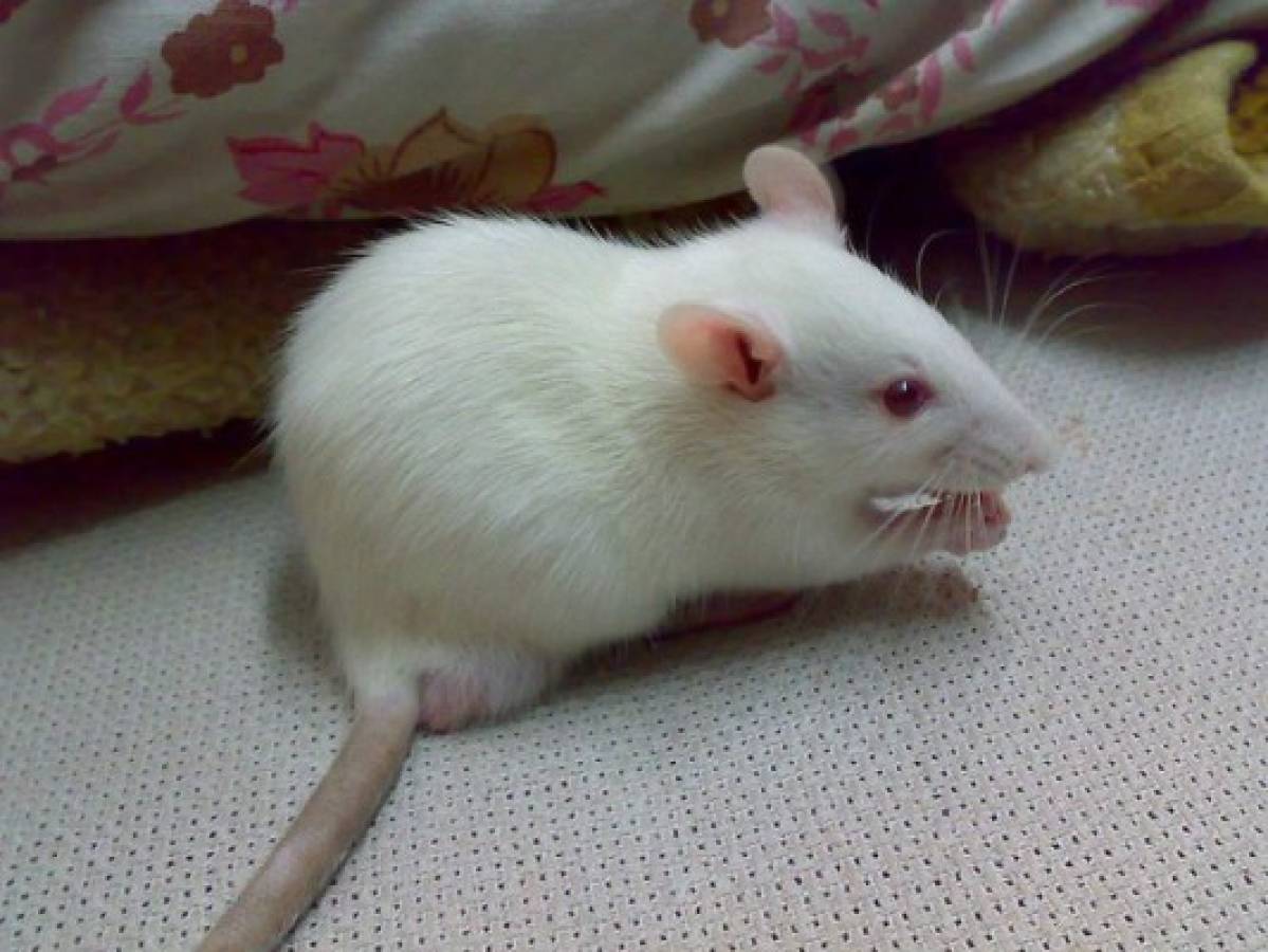 Científicos reactivan con luz la memoria perdida de ratones