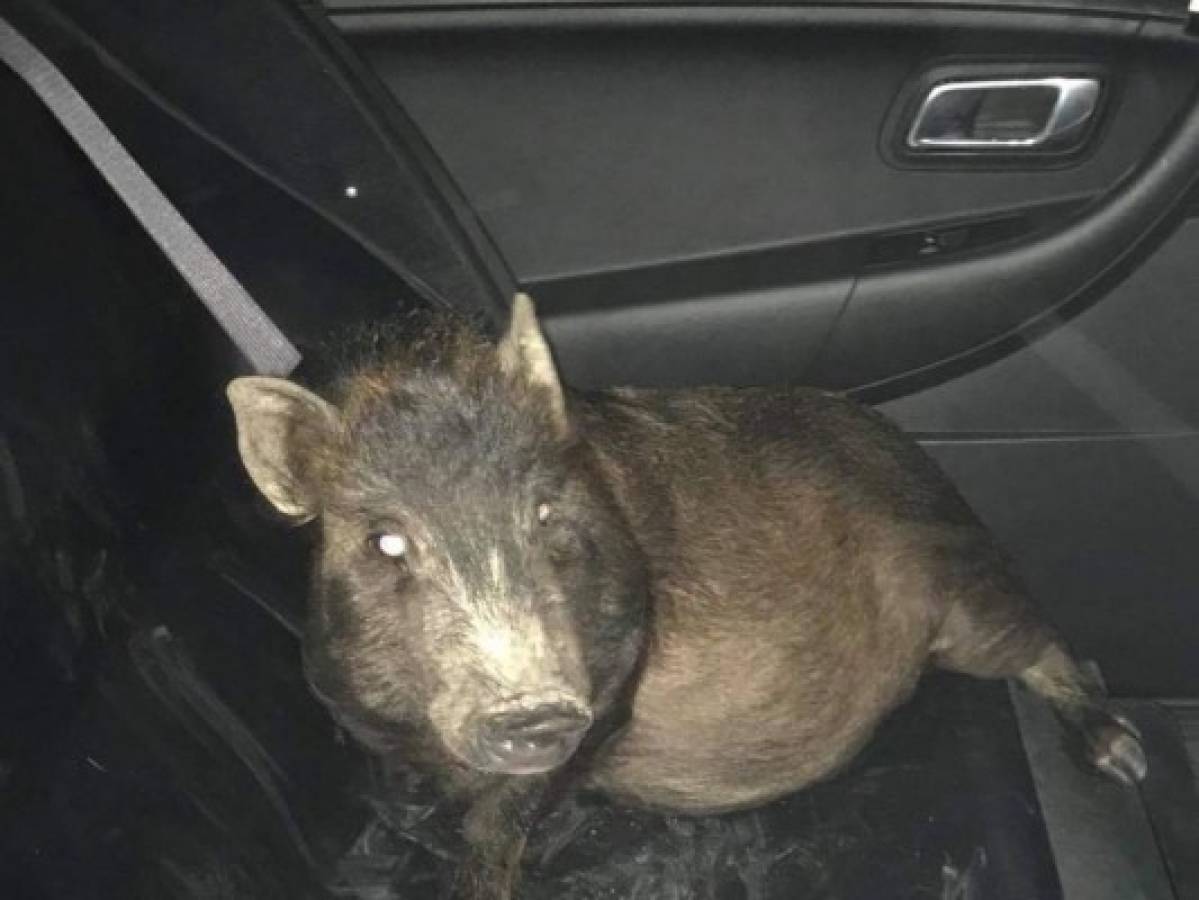 Hombre le pide ayuda a la policía porque era perseguido por un cerdo