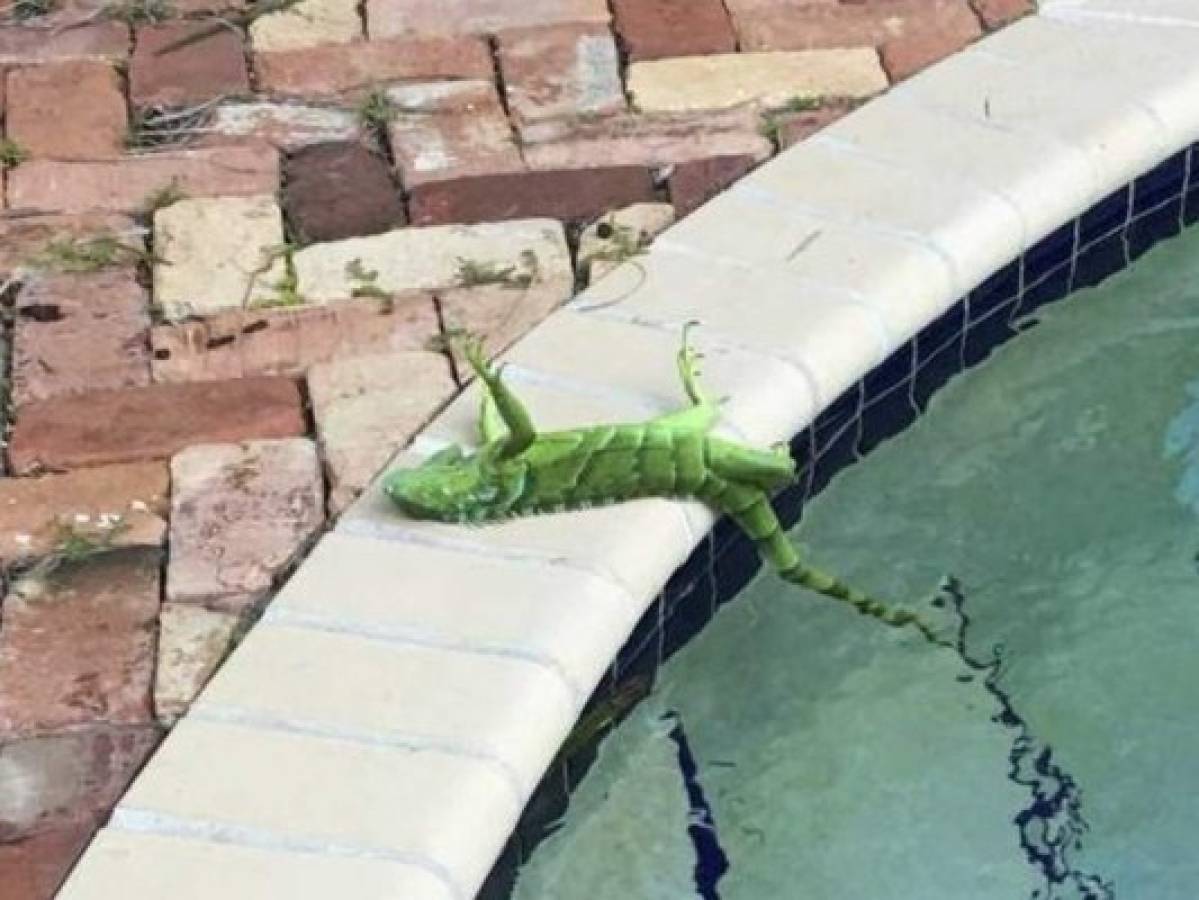 Alerta en Florida: te puede caer una iguana congelada en la cabeza