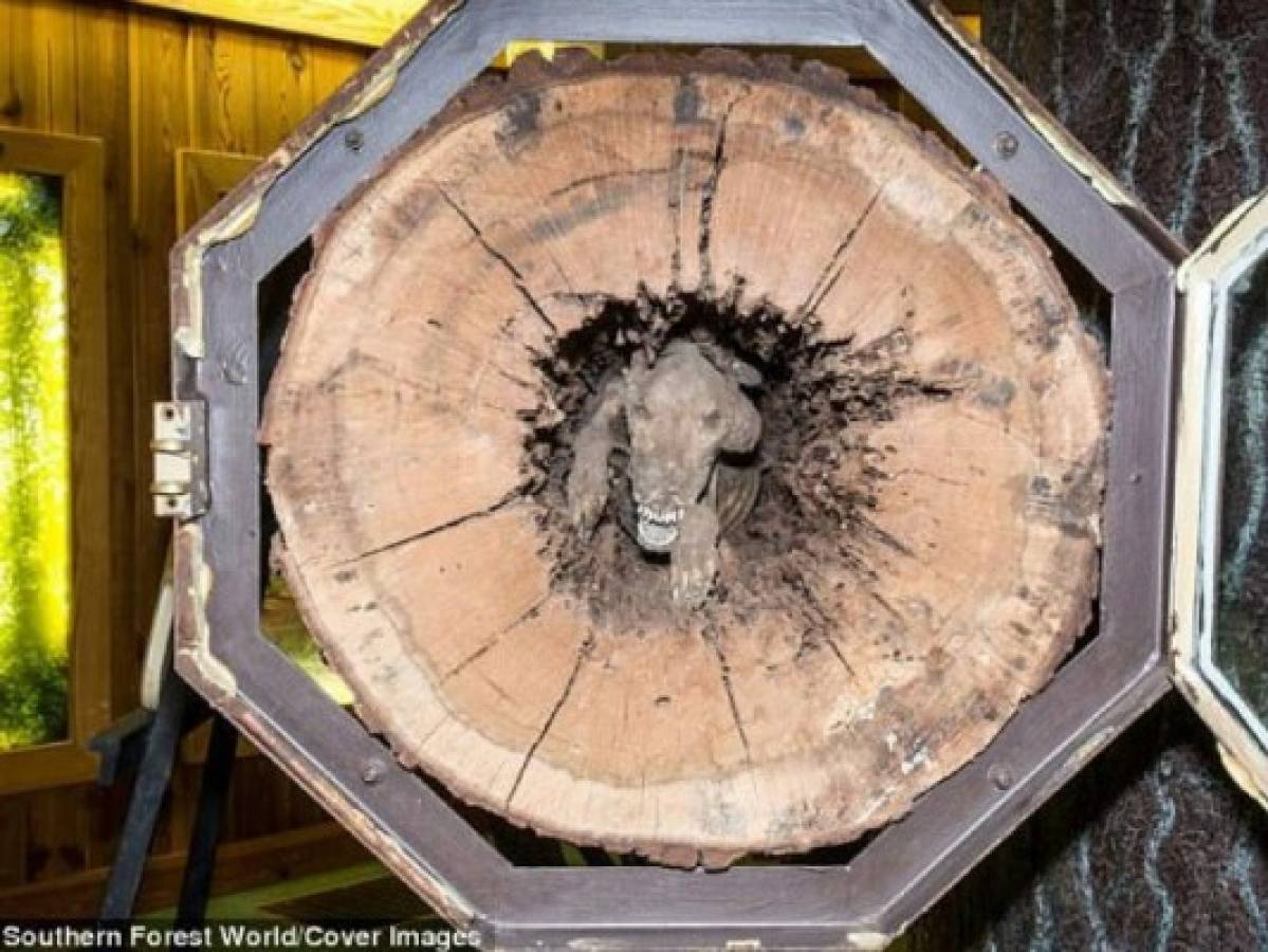 Perro momificado dentro de árbol cumple 38 años de su hallazgo