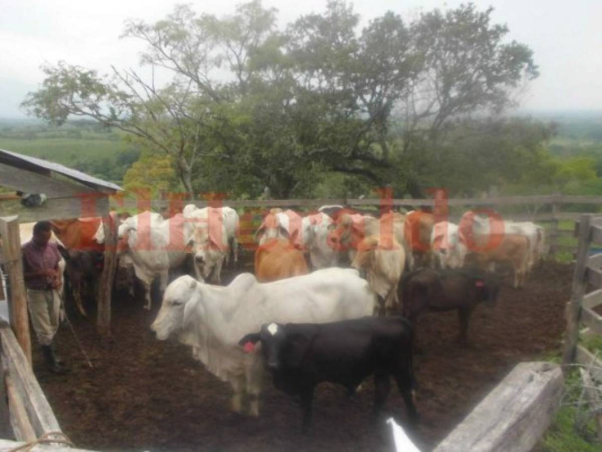 Peligrosa ola de afecciones mata al ganado de la UNA
