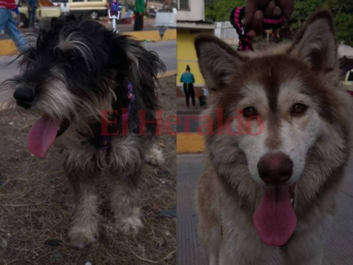 Mascotas también disfrutan de la algarabía de los desfiles