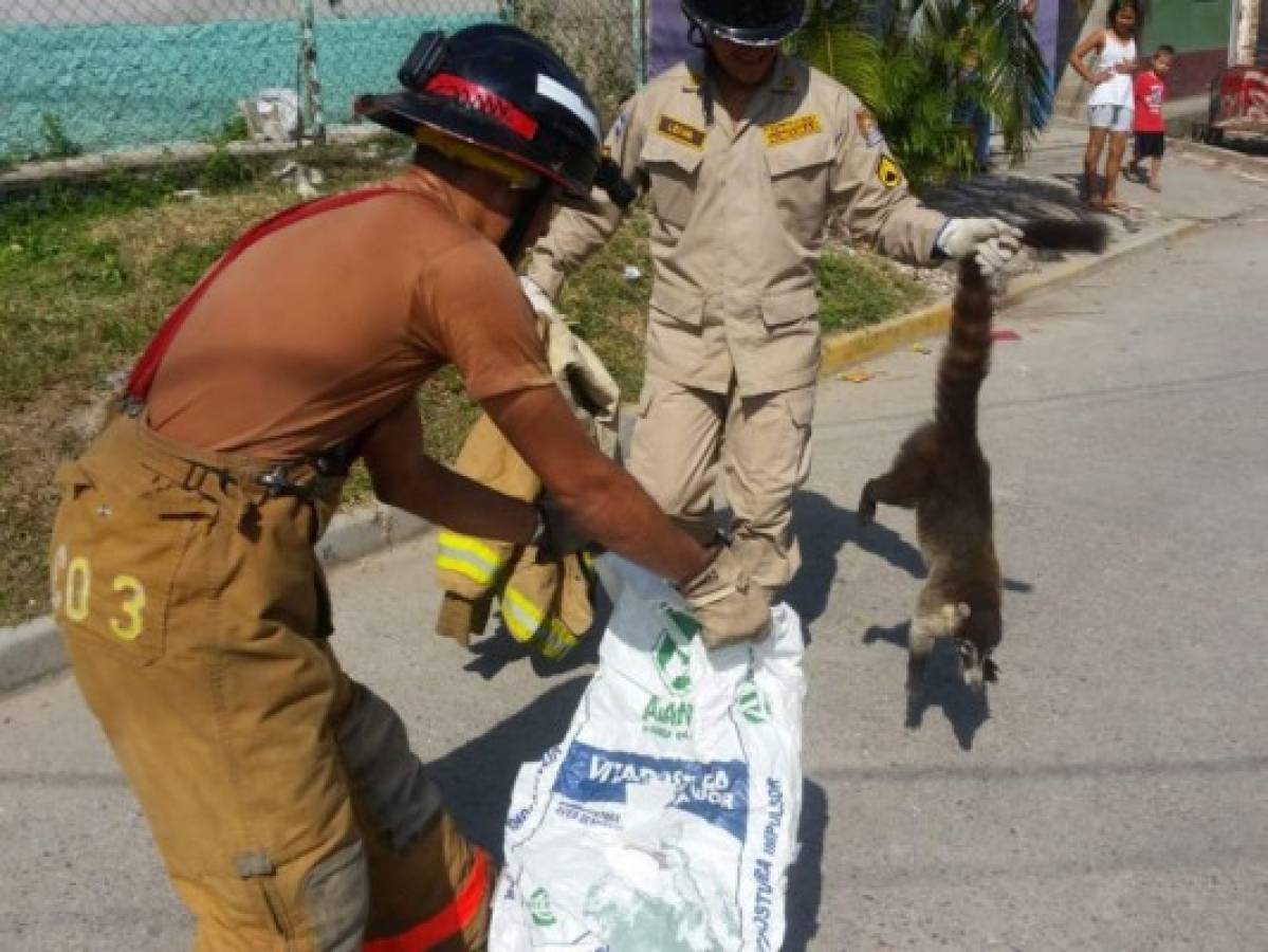 Rescatan a mapache que se había 'atrincherado' en un árbol para huir de perros