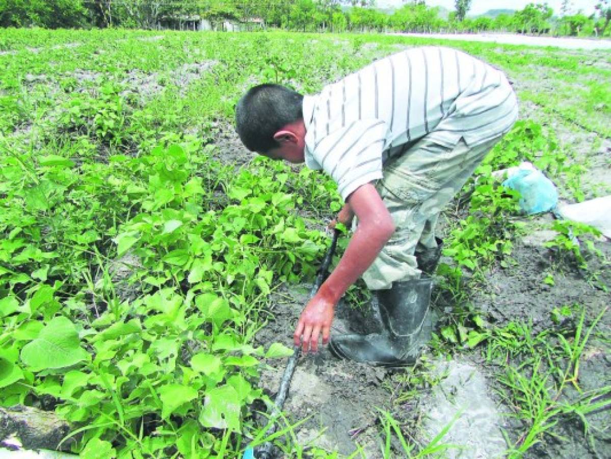 Revisarán exención del 15% del Impuesto sobre Venta en el sector agroalimentario