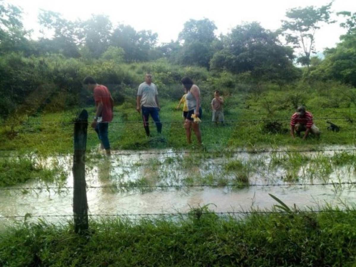 Honduras: Reportan lluvia de peces en las redes sociales