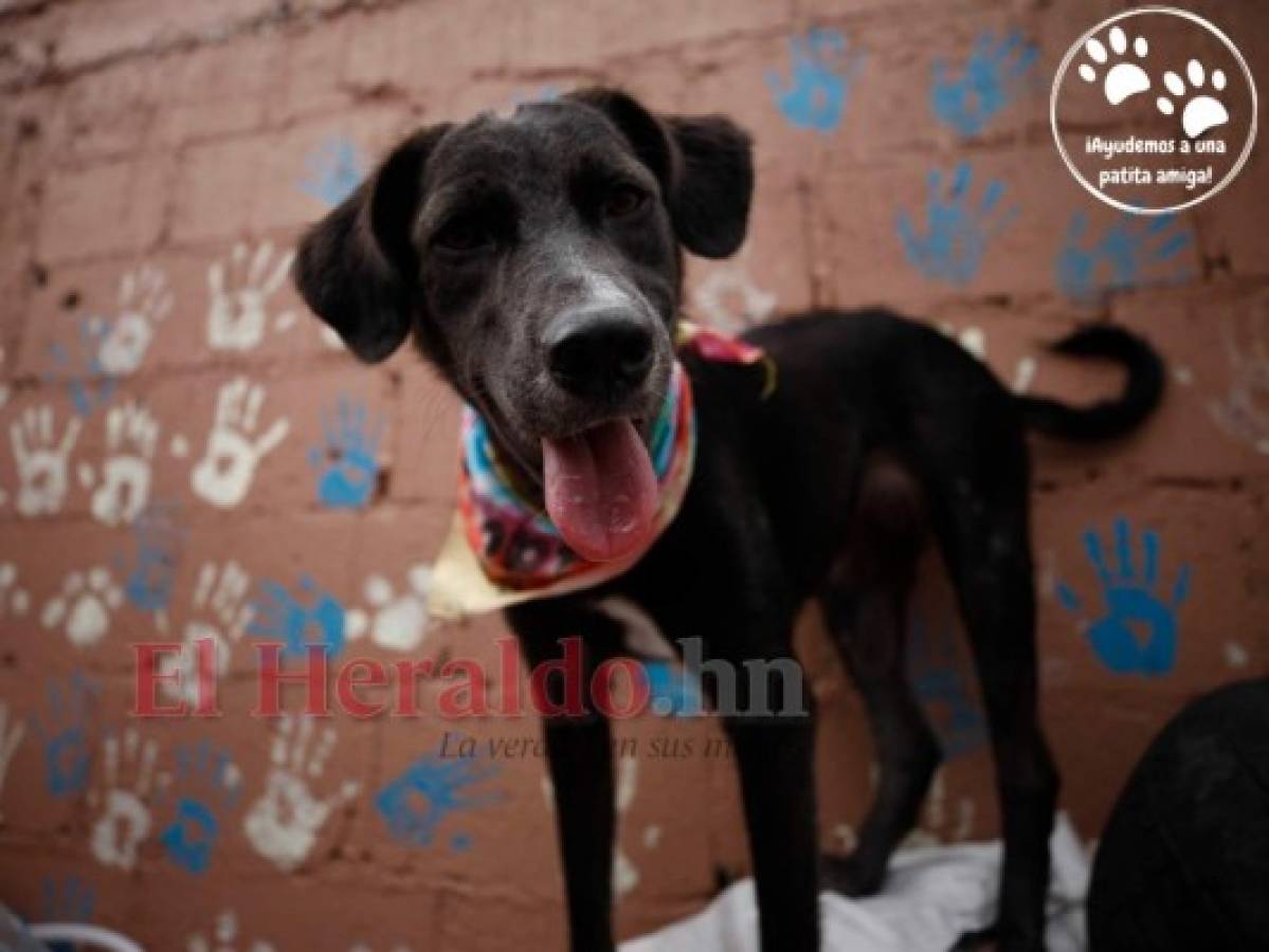 '¡Ayudemos a una patita amiga!”, campaña para rescatar perros de la calle