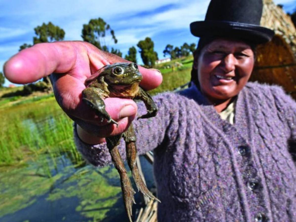 Científicos preservarán a la rana gigante del lago Titicaca en Bolivia