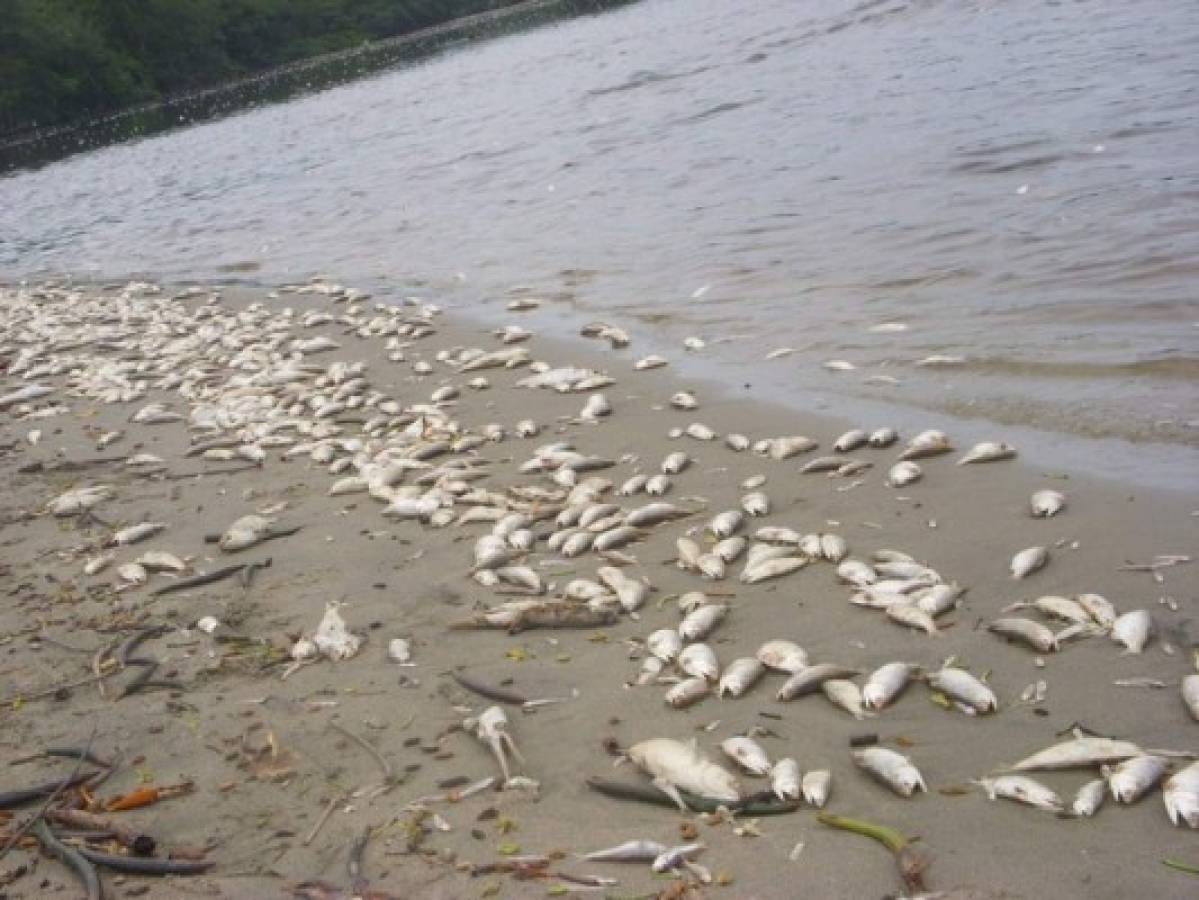 Tela.Mortandad de peces en laguna Los Micos en Tela Los pescadores encontraron en el espejo miles de animales muertos debido a la contaminaciÃÂ³n que provocÃÂ³ un bejuco, explicaron expertos.061012.