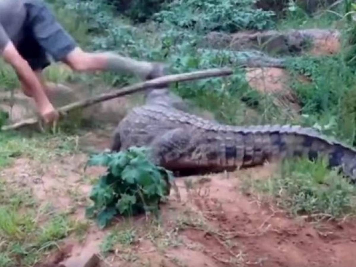 Viral: Hombre se enfrentó a un feroz cocodrilo con un bastón