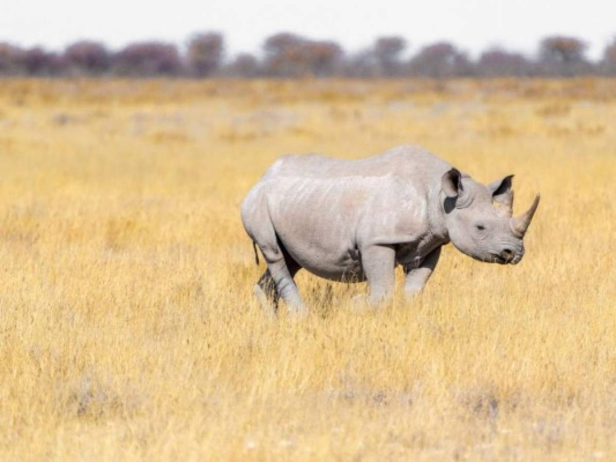 Crean dos embriones para salvar rinoceronte blanco de la extinción