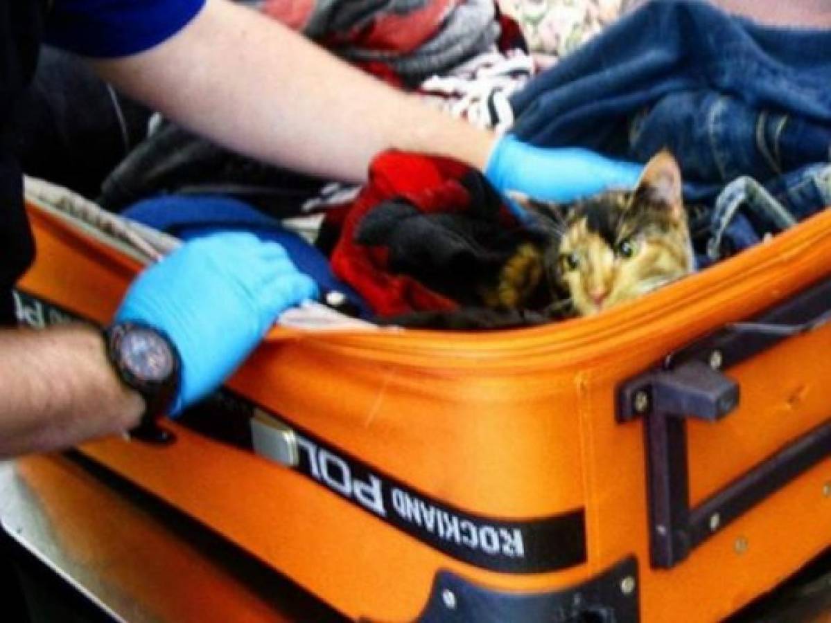 Un pasajero de un vuelo comercial intentó abordar una avión, con un gato de seis meses en su maleta. Foto: Cortesía Instagram/TSA