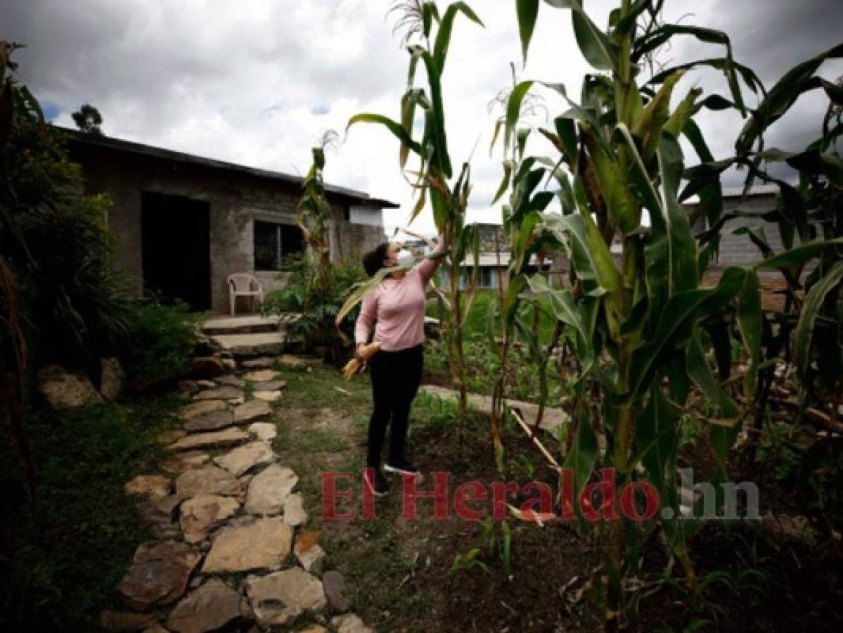 Una prolífica cosecha en el patio de doña Lorena