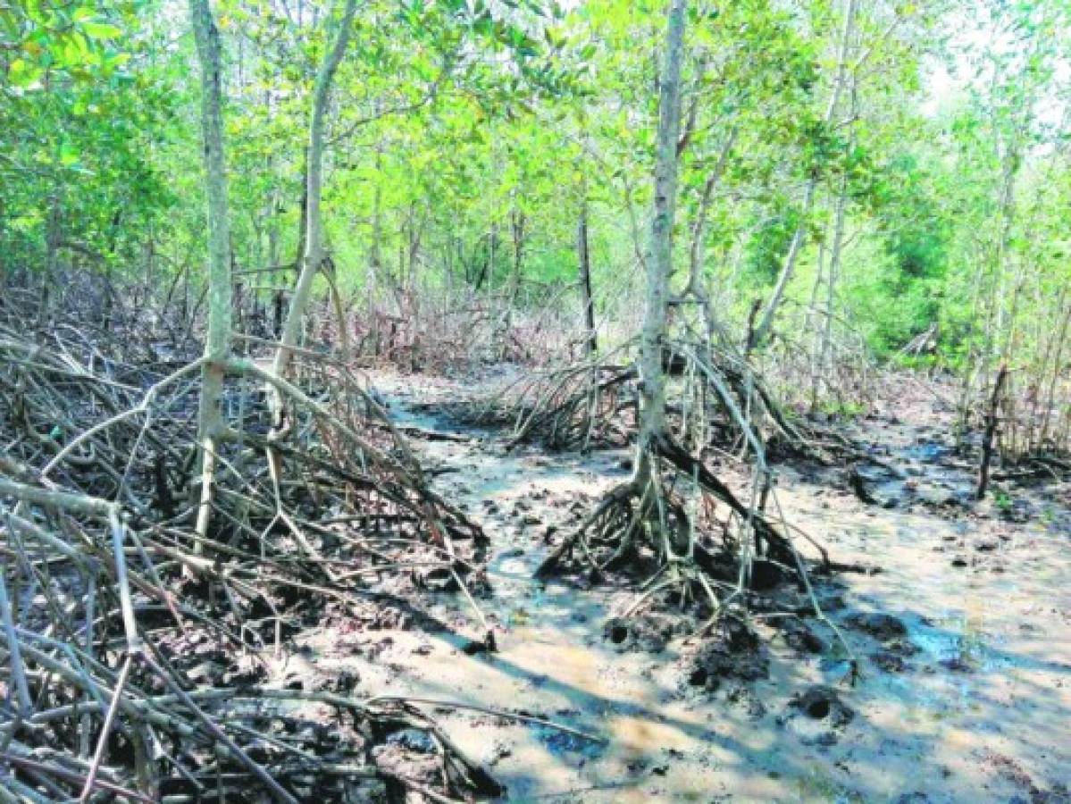Pandilleros han destruido manglares para crear refugios