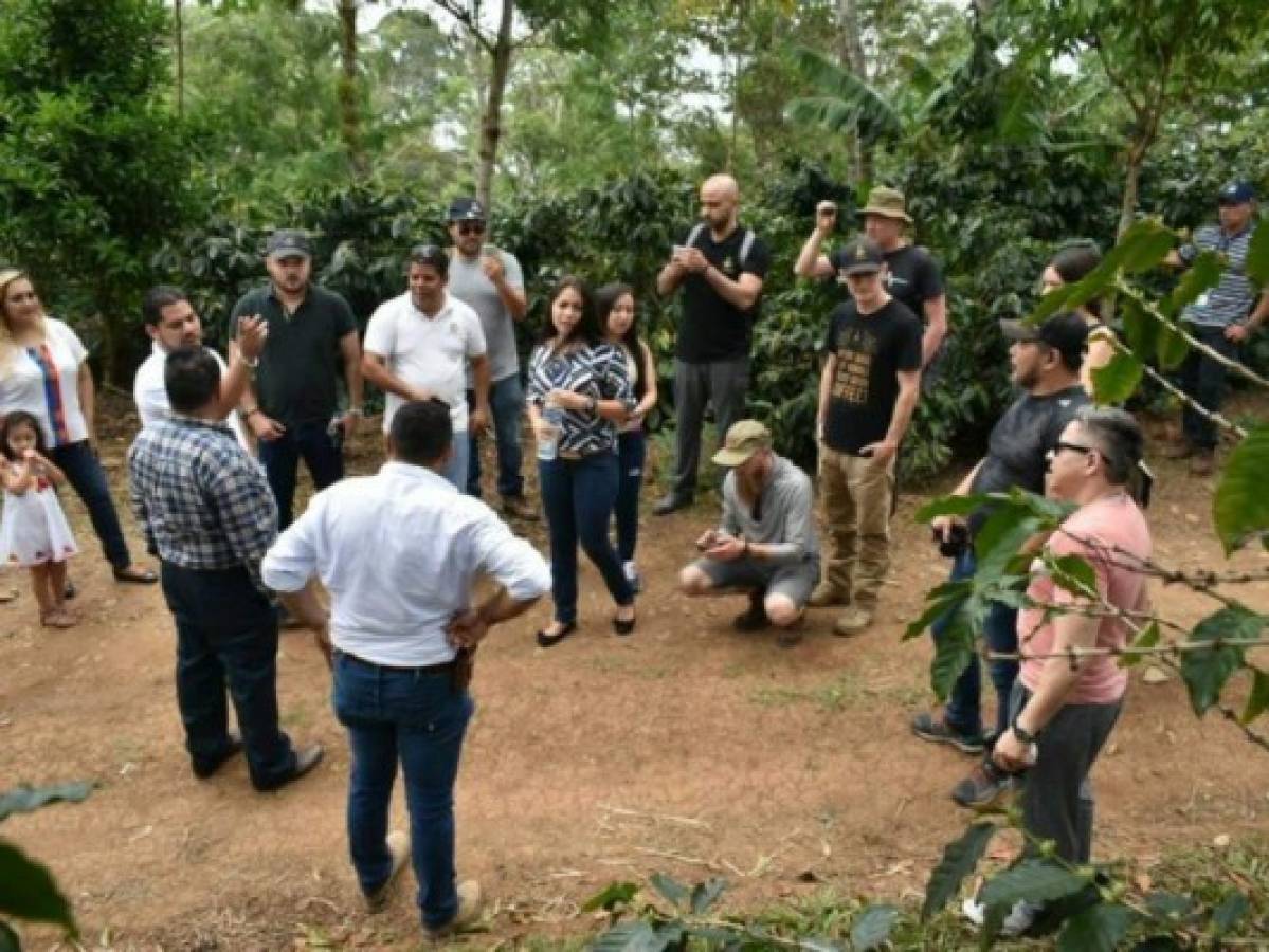 Honduras: 60 productores de café compiten en el evento 'Oro Santa Bárbara'
