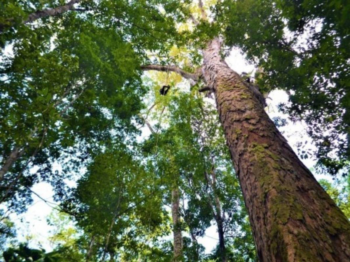 Investigadores hallan el árbol más alto de la Amazonia
