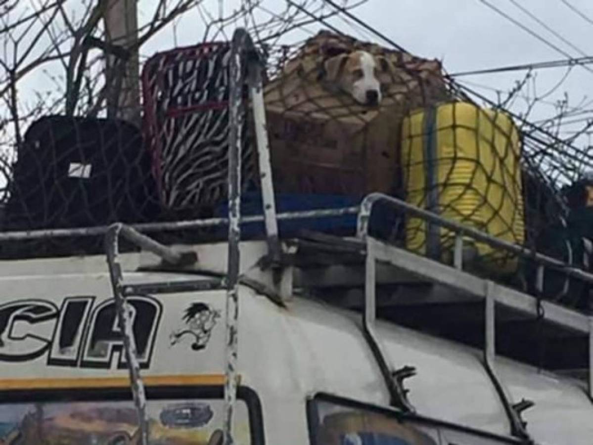 El perro viaja como si fuera parte del equipaje que transporta este bus.