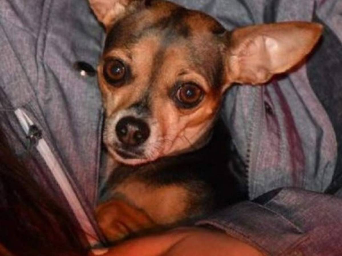 EEUU: Chihuahua salva a su dueña de morir en un incendio en Indianapolis