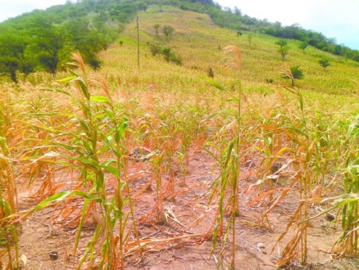 Escasez de maíz puede agudizarse por sequía