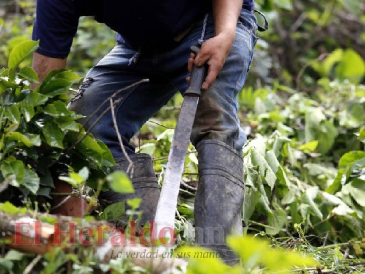 Niños viven atrapados por el trabajo infantil en Honduras