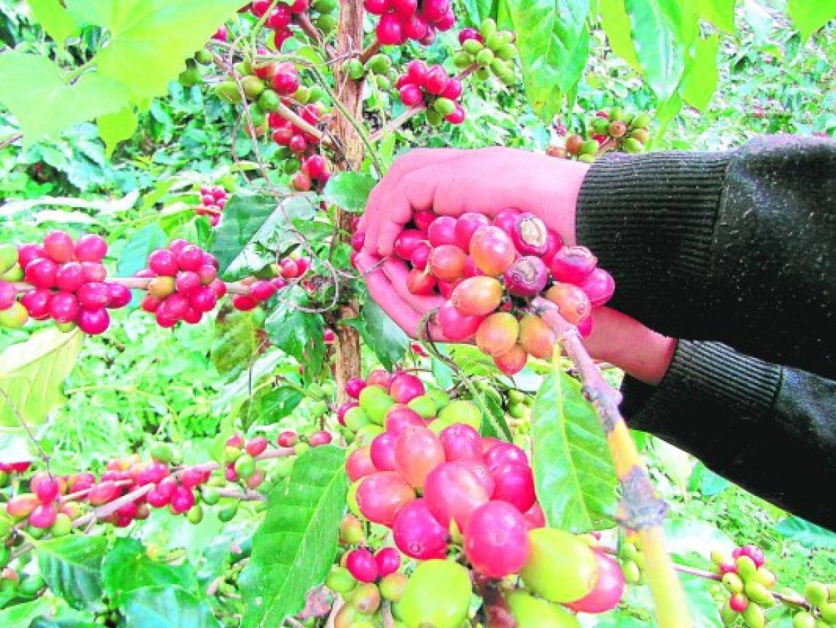 Caficultores hondureños se recuperan con alza de 16% en el precio