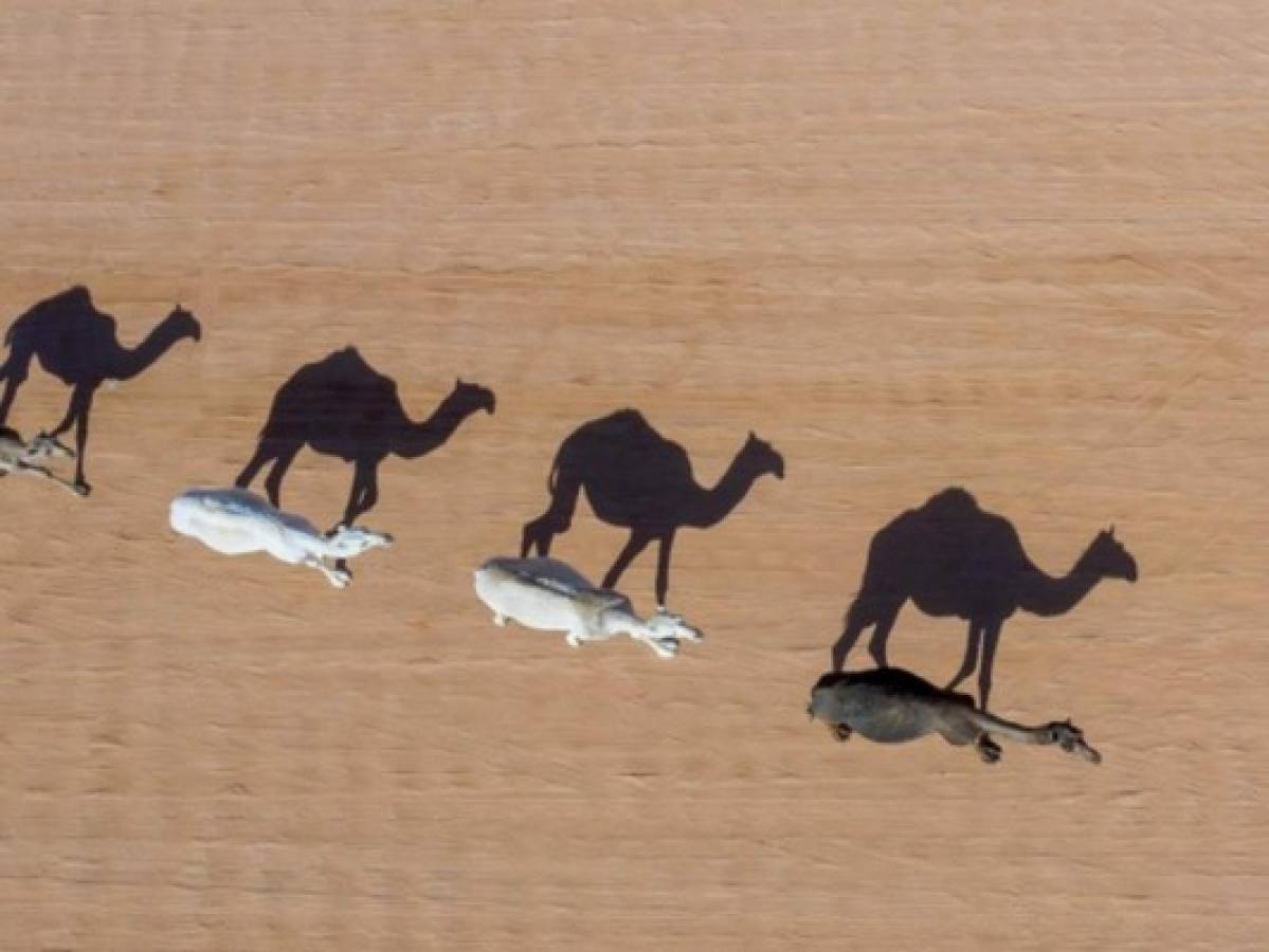 Indignación por sacrificio de 5,000 camellos sedientos en Australia
