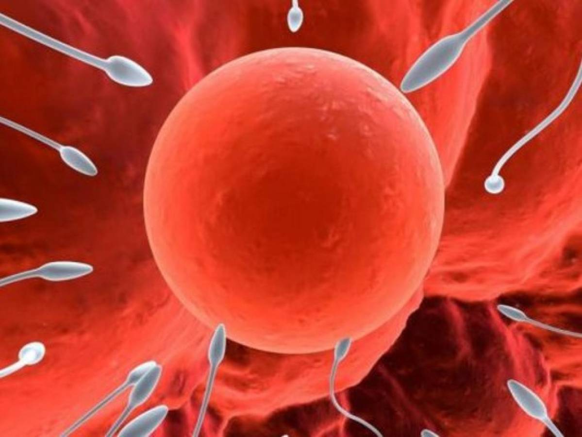 Los óvulos eligen el esperma correcto, según estudio