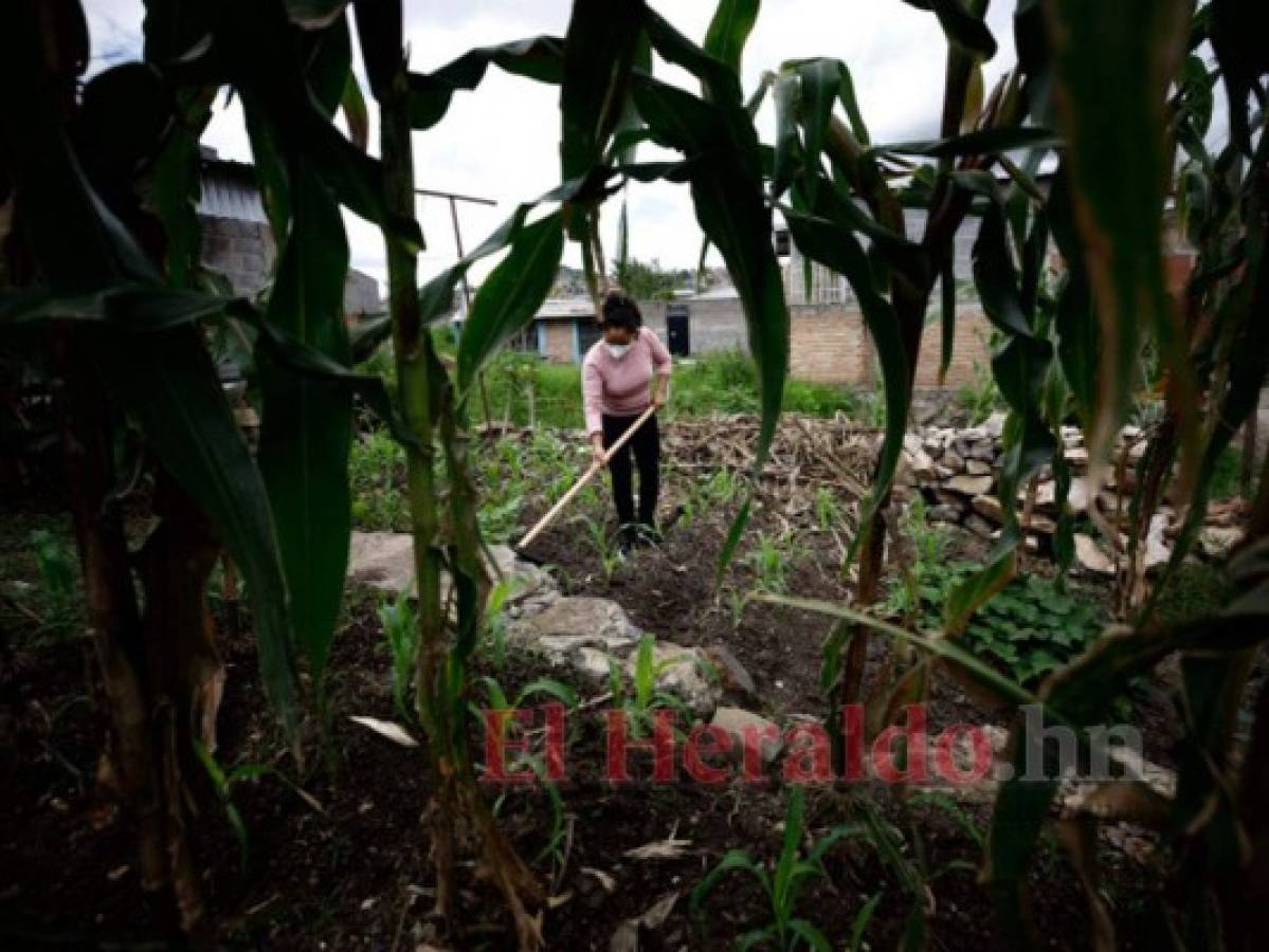 Una prolífica cosecha en el patio de doña Lorena