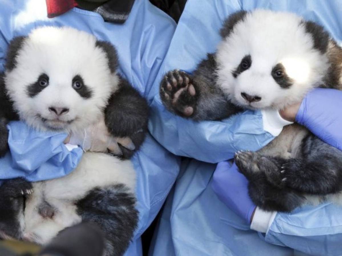 El Zoo de Berlín presenta los nombres de sus pandas gemelos