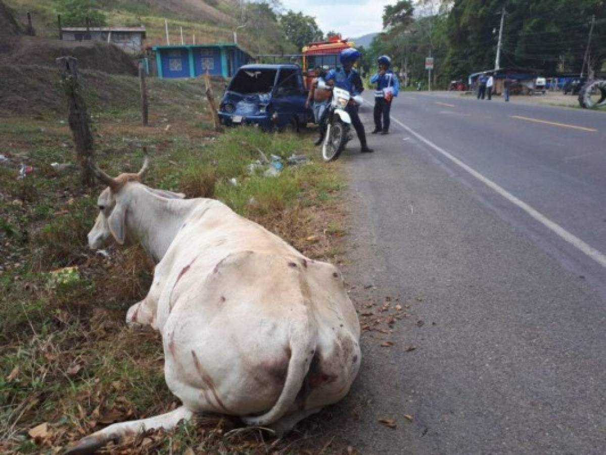 Vaca provoca accidente vial en tramo carretero que conduce a Santa Bárbara