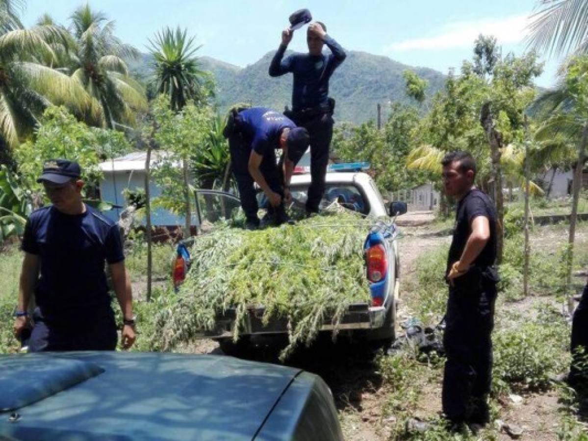 Fusina decomisó 760 plantas de supuesta marihuana en Tocoa, Colón