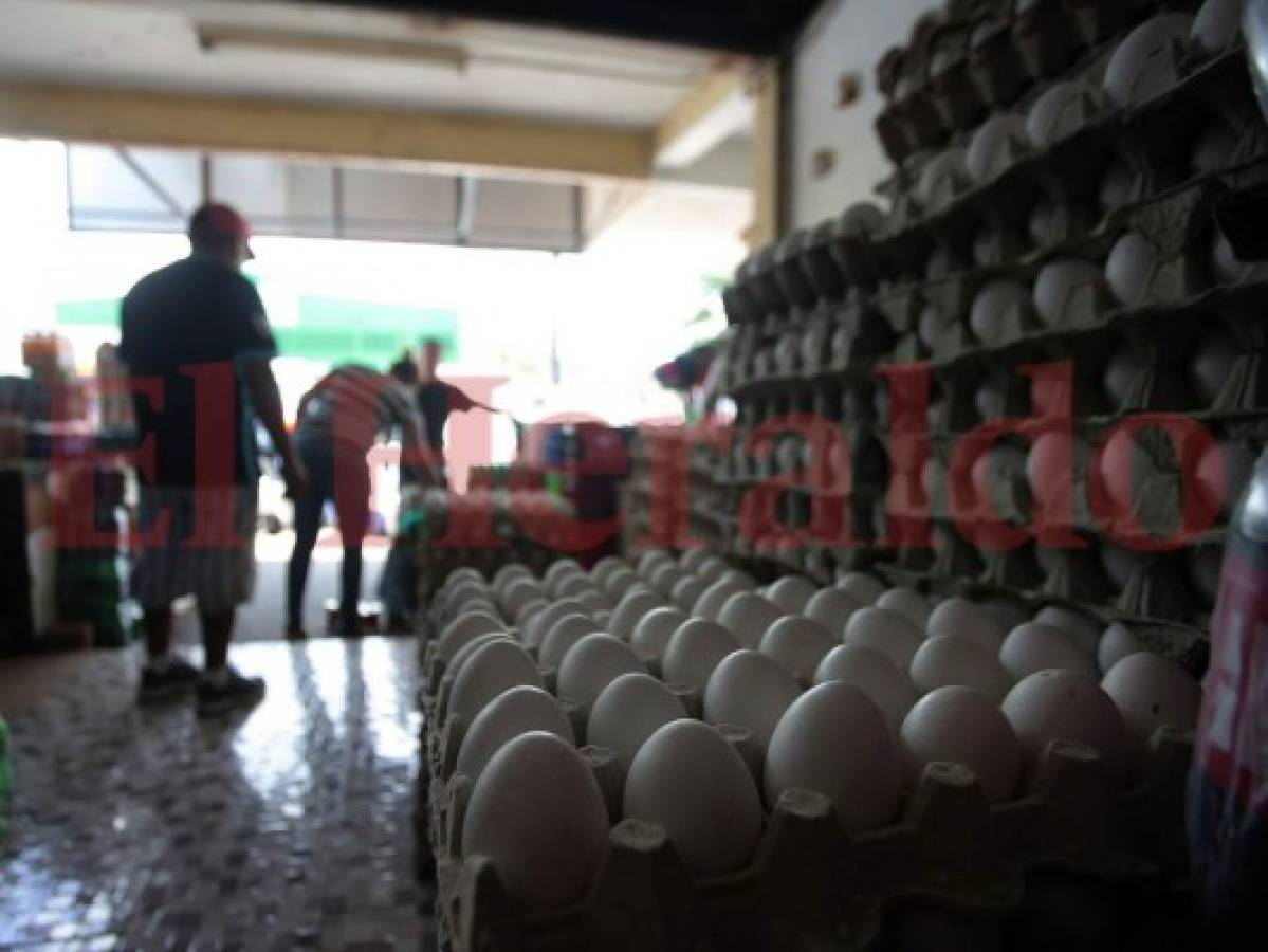 Avicultores garantizan producción de huevos